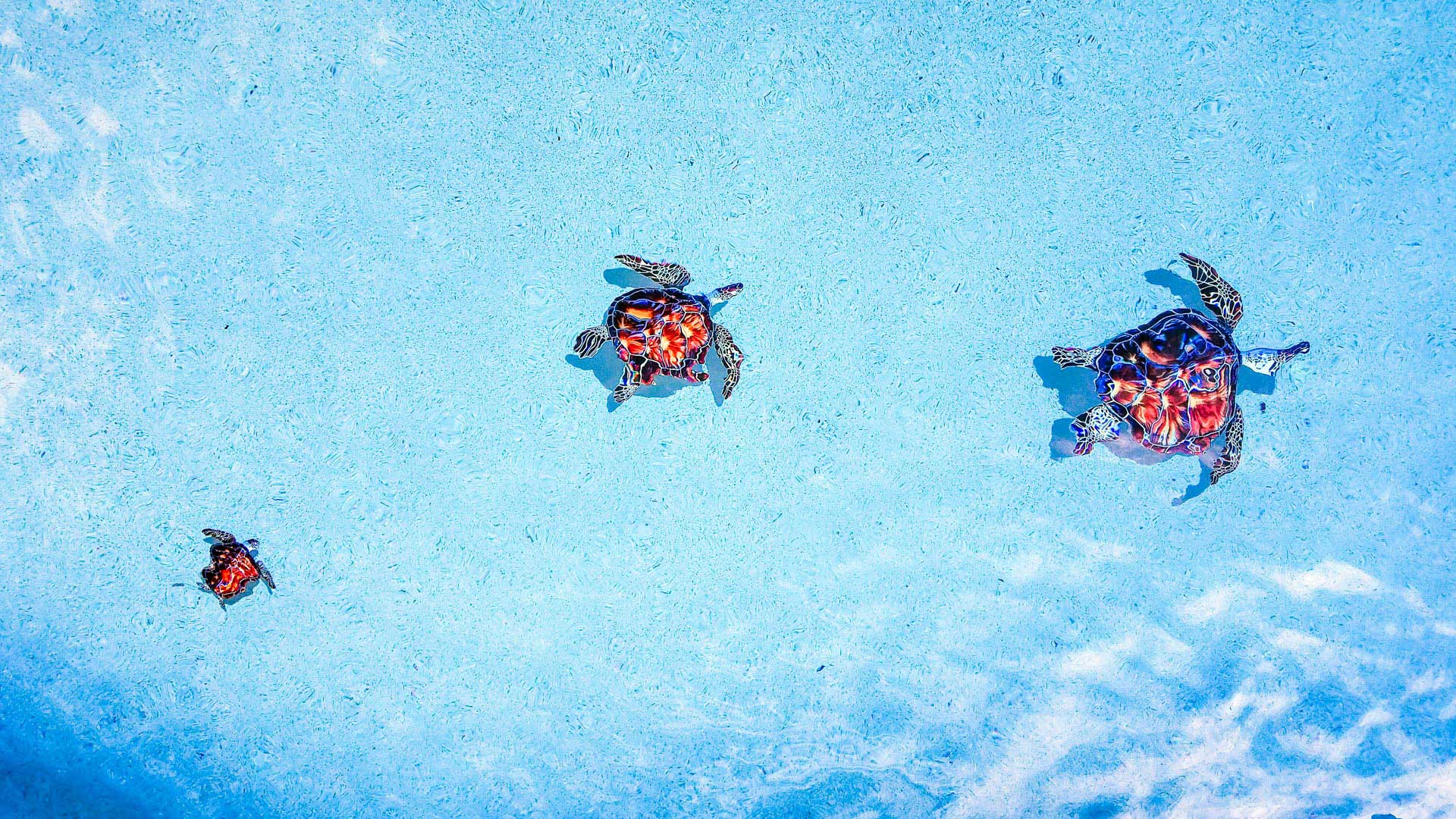 custom-pool-3-turtles-01