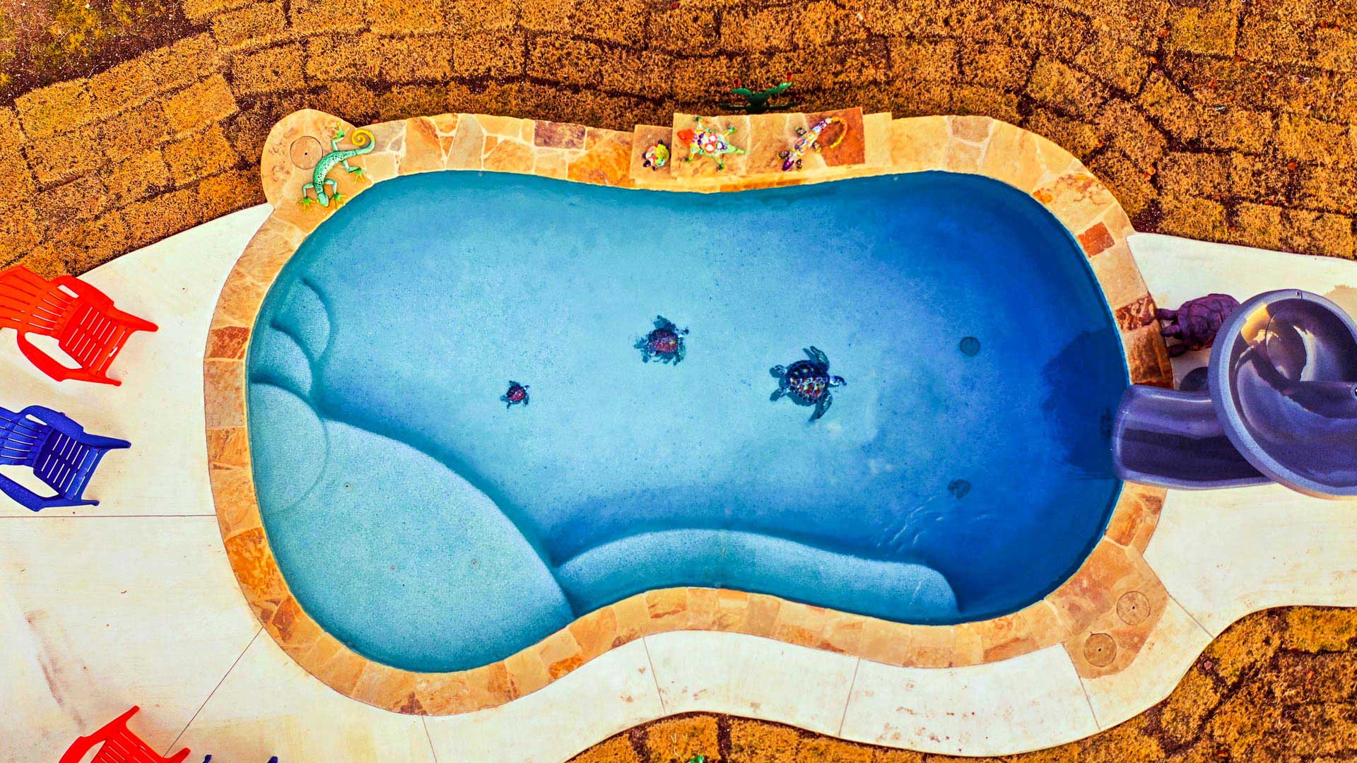 custom-pool-3-turtles-02